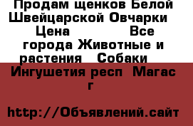Продам щенков Белой Швейцарской Овчарки  › Цена ­ 20 000 - Все города Животные и растения » Собаки   . Ингушетия респ.,Магас г.